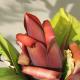 Have you seen banana blossoms?