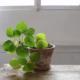Pilea: the modest charm of Pilea small-leaved home care