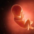Seventh month of pregnancy, fetal development and maternal sensations
