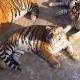 Folded Amur tigers from China launched users of social networks and disturbed zoozhechnikov fatty Amur Tigers in China
