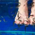 Garra Rufa fish hand and foot peeling Aquarium fish hand peeling volume